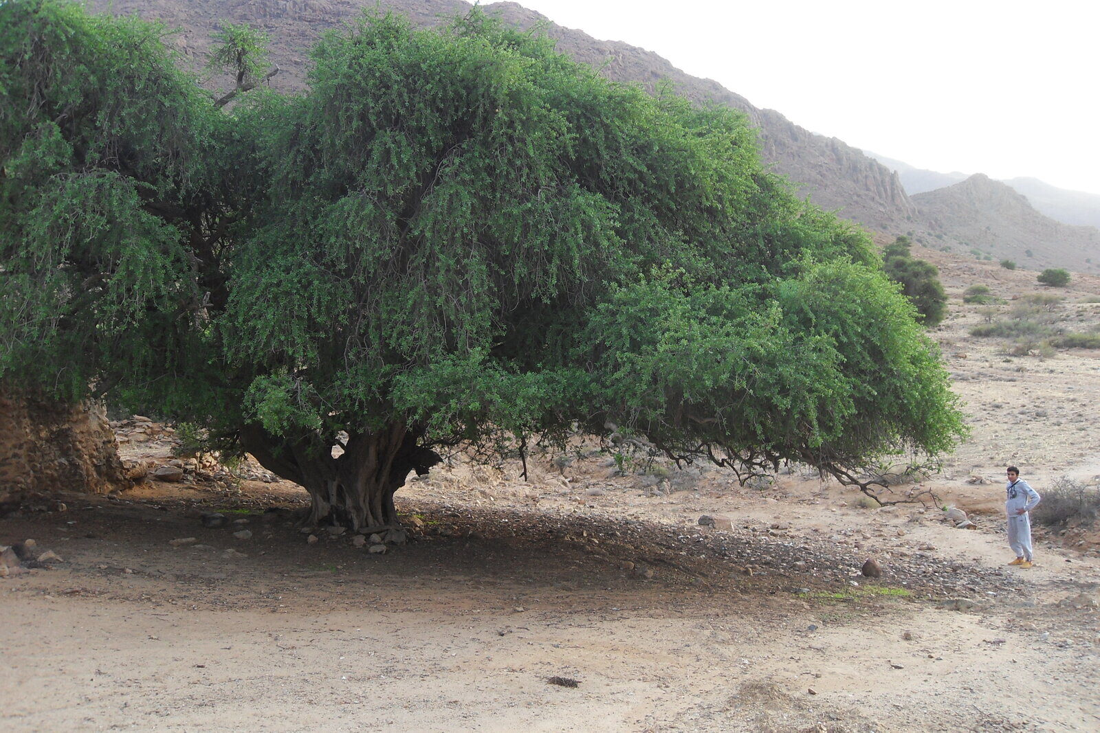 A lone argan tree in the Souss valley landscape — typical scenery on the descent into Agadir