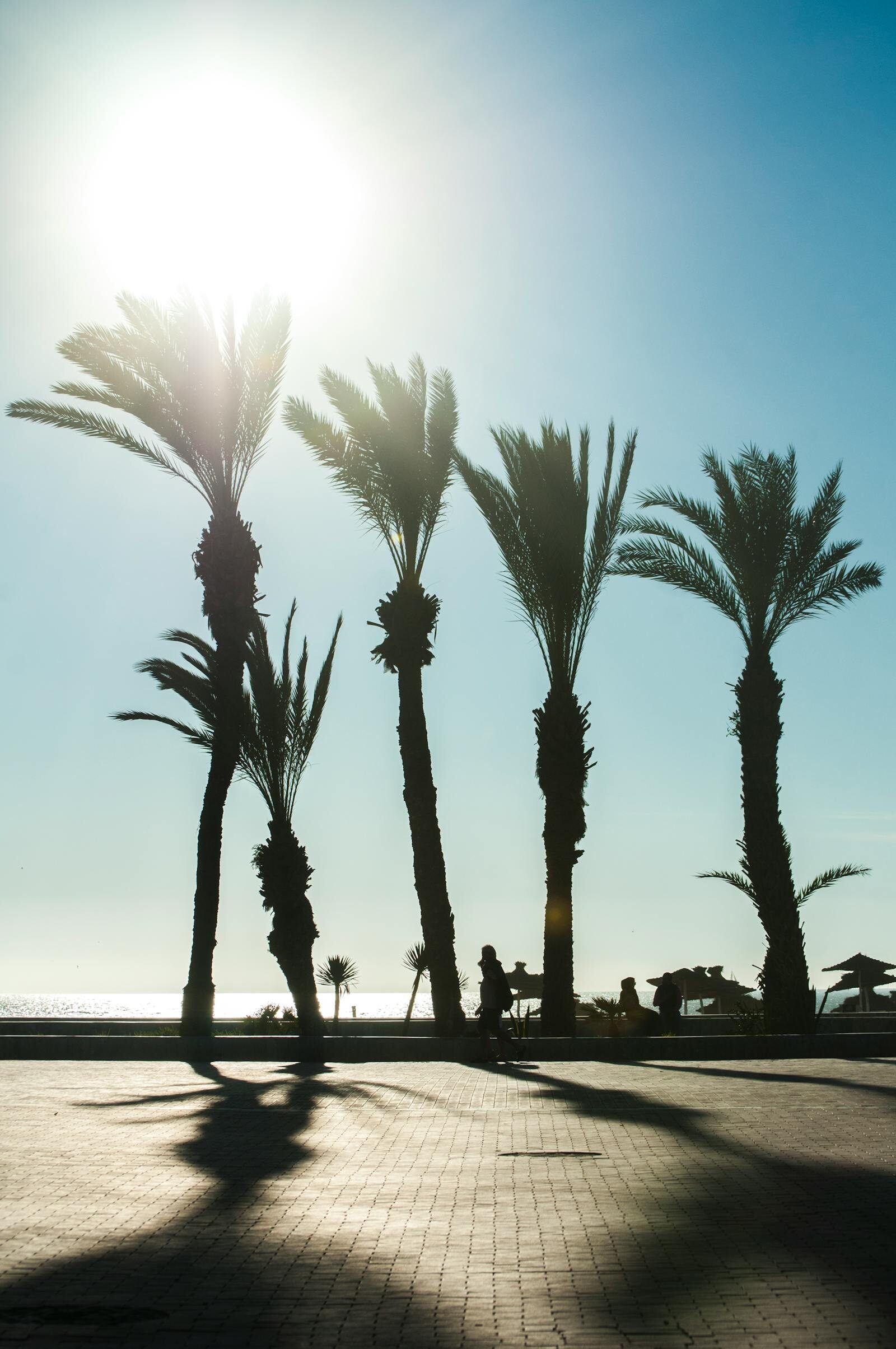 Palms at sunset along the Agadir corniche — golden hour for the petit train