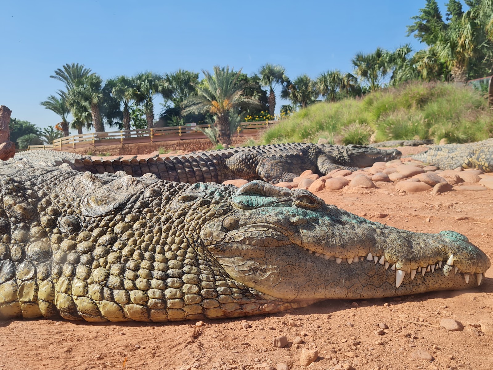 Crocoparc — photo 3