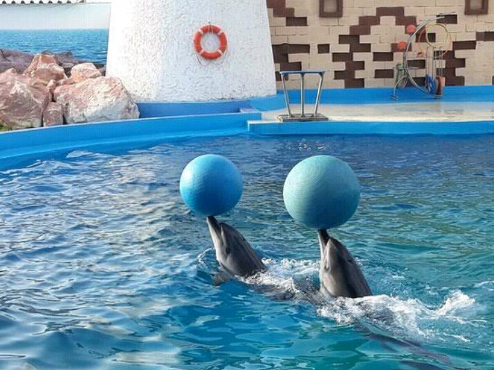 Agadir Dolphin World — photo 3