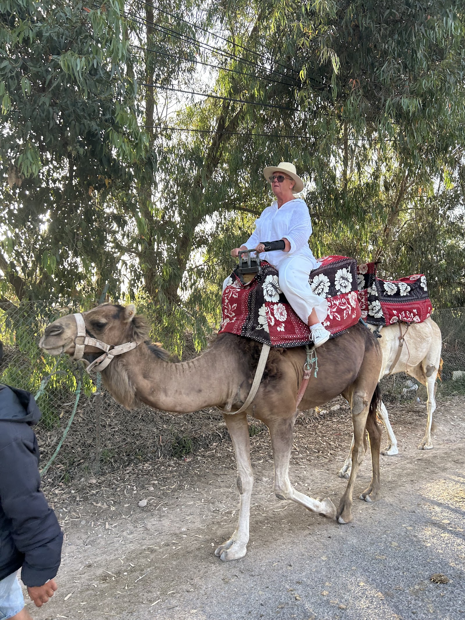 Agadir camel & horse riding — photo 2