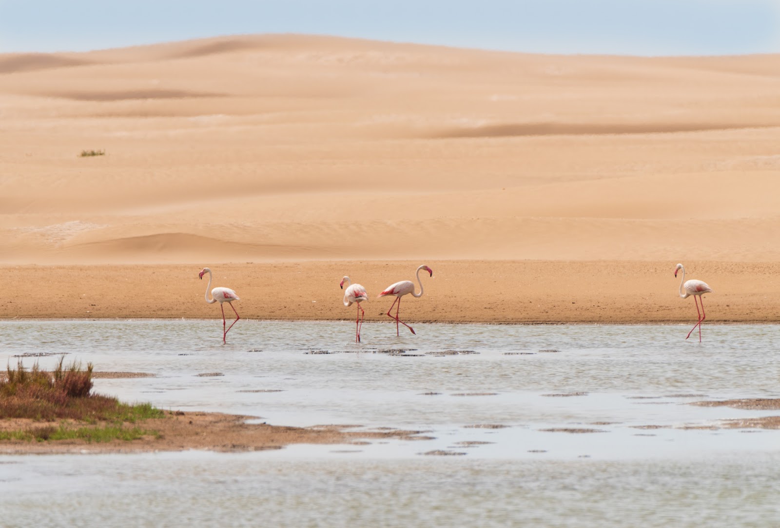Souss-Massa National Park — photo 4